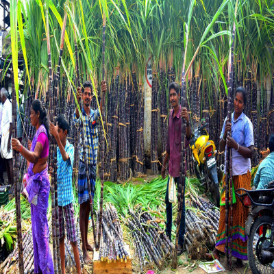 Pongal Trip